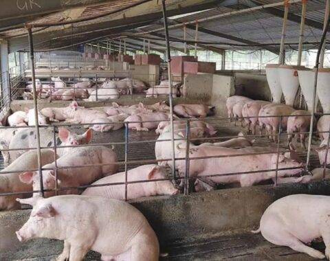 University graduates reaping yields from pig farming